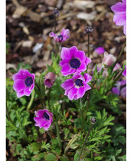 Anemone pavonina lilac-pink