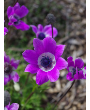 Anemone pavonina lilac-pink