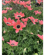 Anemone pavonina peachy-pink
