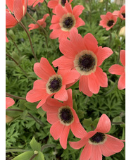Anemone pavonina peachy-pink