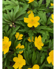 Anemone ranunculoides
