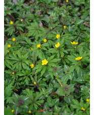 Anemone ranunculoides