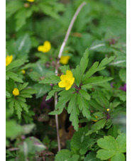 Anemone ranunculoides