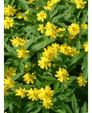 Anemone ranunculoides 'Pleniflora'