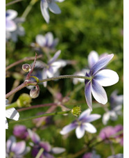 Anemone leveillei