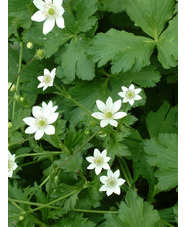 Anemone leveillei