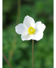 Anemone sylvestris