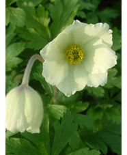 Anemone sylvestris