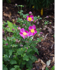 Anemone 'Annerose'