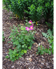 Anemone 'Annerose'