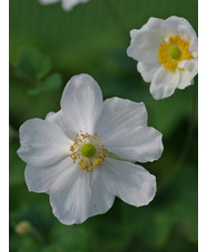 Anemone x hybrida 'Honorine Jobert'