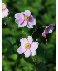 Anemone x hybrida 'Königin Charlotte'