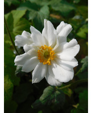 Anemone x hybrida 'Whirlwind'