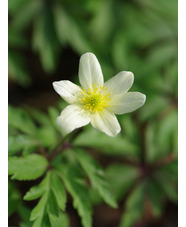 Anemone x lipsiensis