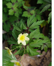 Anemone x lipsiensis