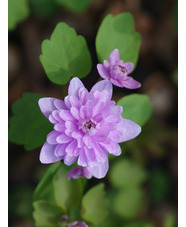 Anemonella thalictroides f. rosea 'Oscar Schoaf'