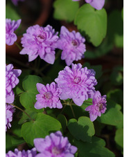 Anemonella thalictroides f. rosea 'Oscar Schoaf'