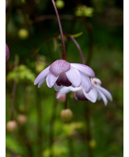 Anemonopsis macrophylla