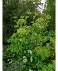 Angelica archangelica