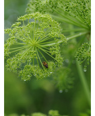 Angelica archangelica