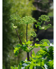 Angelica archangelica