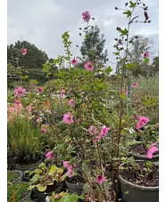 Anisodontea 'El Rayo'