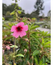 Anisodontea 'El Rayo'
