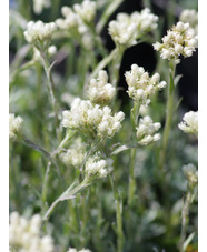 Antennaria dioica 'Alba' 