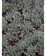 Antennaria dioica 'Alba' 