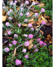 Antennaria doica 'Rubra'