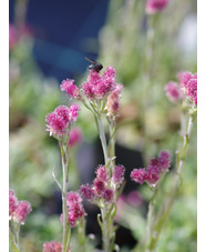 Antennaria doica 'Rubra'