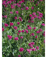 Antennaria doica 'Rubra'