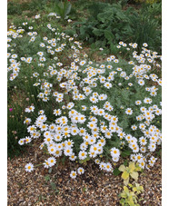 Anthemis cupaniana