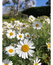 Anthemis cupaniana