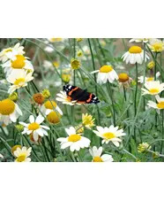 Wildside Walk at Beth Chatto Gardens