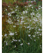 Anthericum ramosum