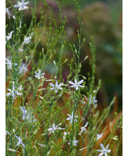 Anthericum ramosum