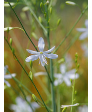 Anthericum ramosum