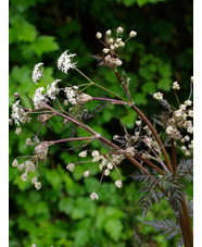 Anthriscus sylvestris 'Ravenswing'