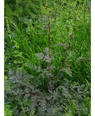 Anthriscus sylvestris 'Ravenswing'