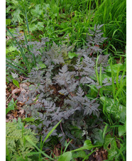 Anthriscus sylvestris 'Ravenswing'