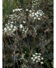 Anthriscus sylvestris 'Ravenswing'
