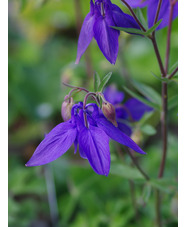 Aquilegia alpina