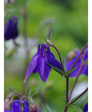 Aquilegia alpina