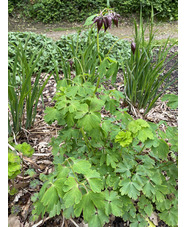 Aquilegia buergeriana