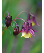 Aquilegia buergeriana