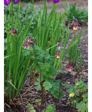 Aquilegia buergeriana