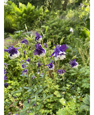 Aquilegia vulgaris 'Adelaide Addison'