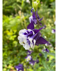 Aquilegia vulgaris 'Adelaide Addison'