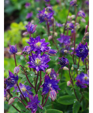 Aquilegia vulgaris 'Clementine Blue'